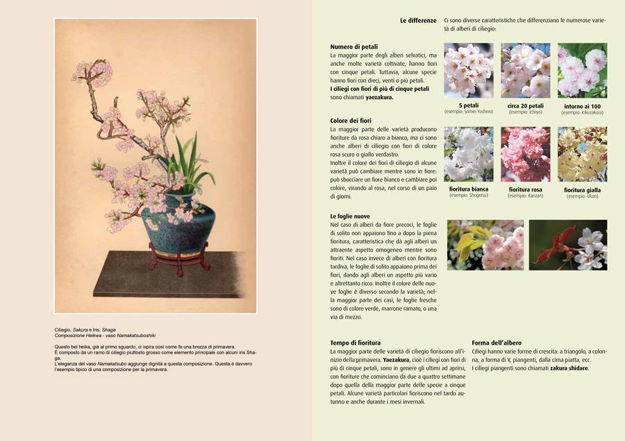 Piante e fiori dell’Ikebana – Copertina