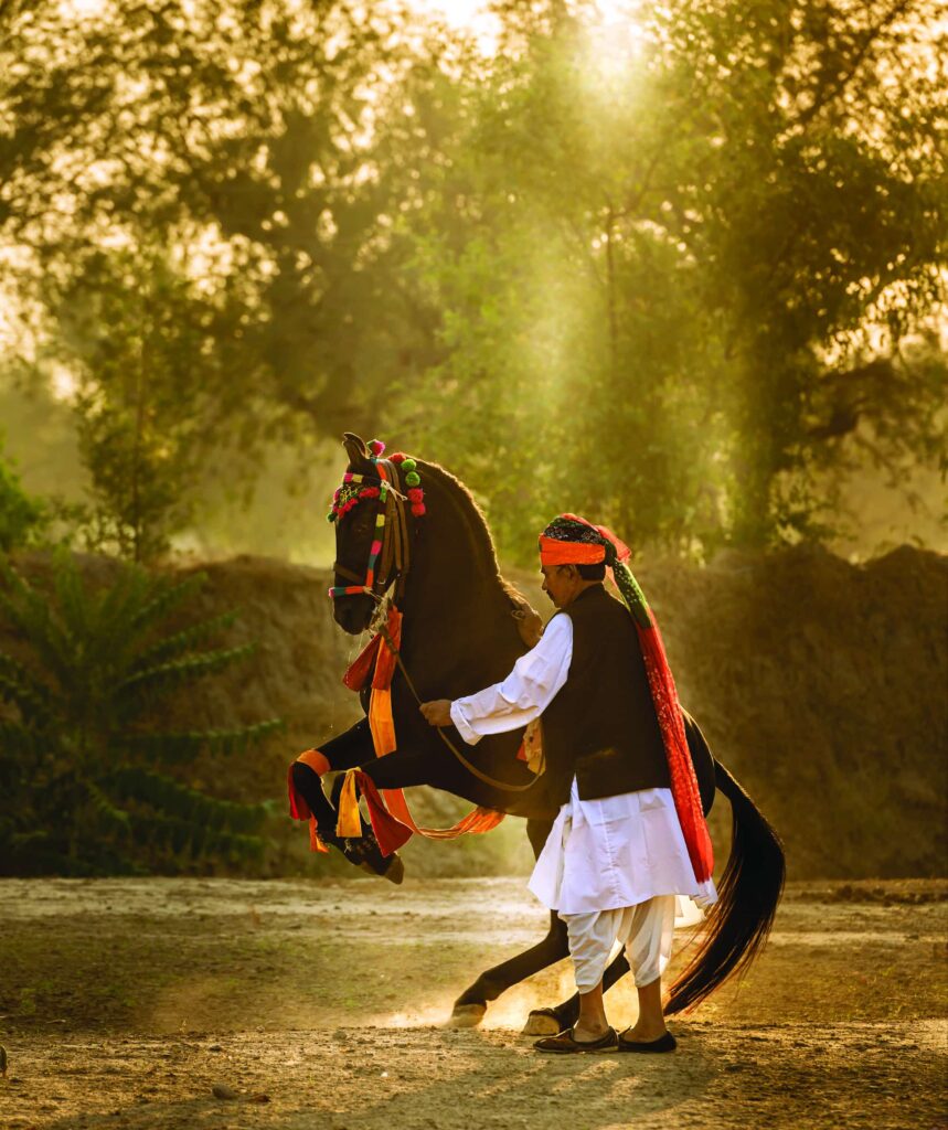 Marwari, The Horse Of India - Paula Da Silva - Crowdbooks